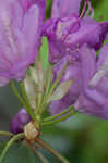 Catawba rosebay